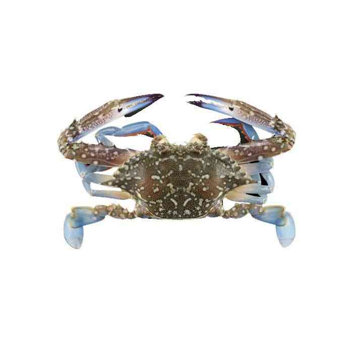  Blue Crab /KG